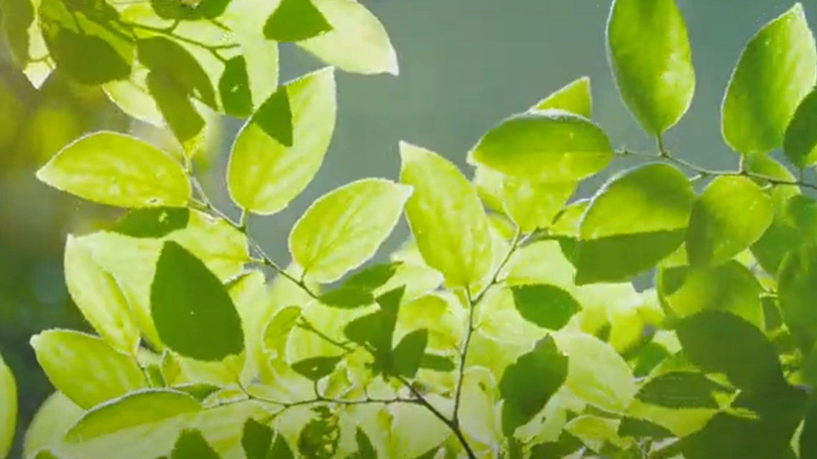 銳志機(jī)械正以綠色智造重塑產(chǎn)業(yè)未來:《賦能選擇,推動(dòng)可持續(xù)發(fā)展》